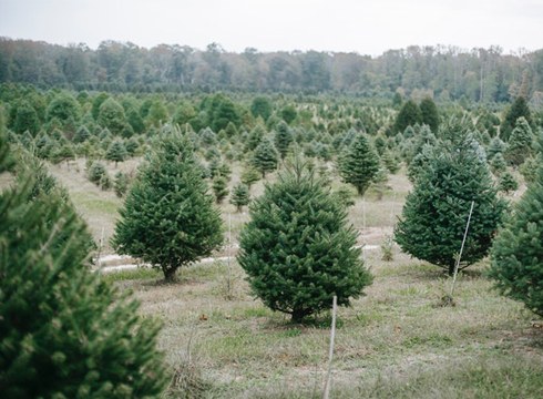 Gabonetako zuhaitz naturalak bilduko dira Eibarren eta eskualdeko beste herrietan ostiralean eta datorren astelehenean