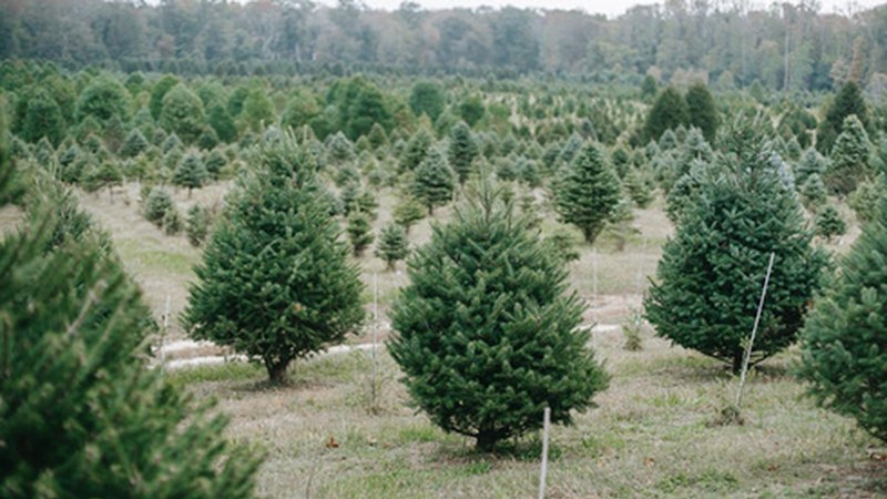 Gabonetako zuhaitz naturalak bilduko dira urtarrilaren 11n eta 13an
