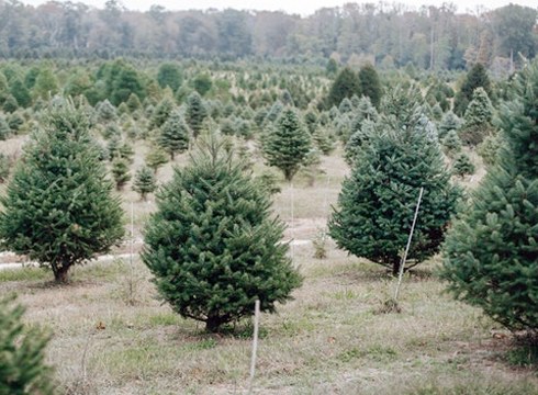 Gabonetako zuhaitz naturalak bilduko dira urtarrilaren 15ean