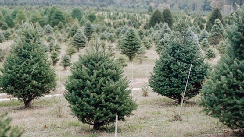 Gabonetako zuhaitz naturalak bilduko dira urtarrilaren 15ean