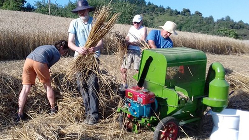 Gari-jotzea izango da gaur Sosola baserrian
