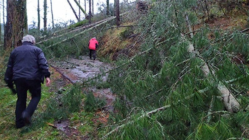 Gauean jausitako pinuek Azitain eta Arrate arteko bidea moztu dute