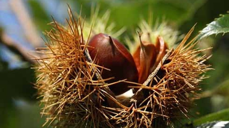 Gaur 19.00etan hasiko da Gaztañerre ospatzeko AEK-ren kalejira