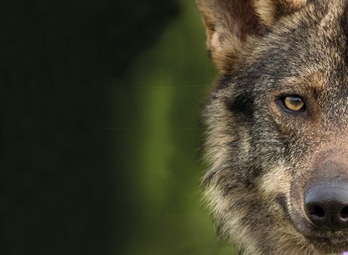 Gaur emango dute "Barbacana, la huella del lobo" filma, GNaturaldiaren barruan