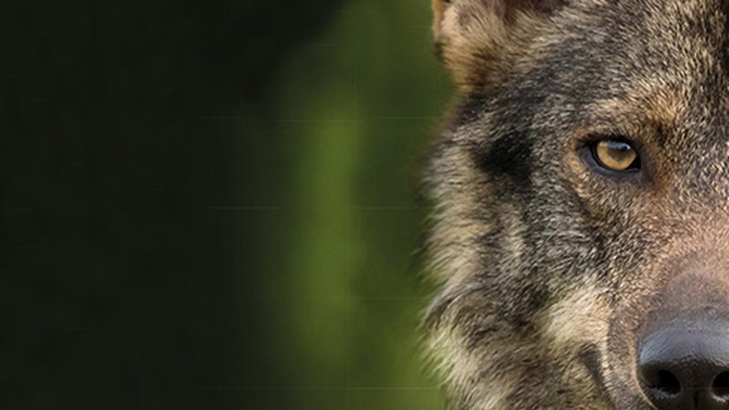 Gaur emango dute "Barbacana, la huella del lobo" filma, GNaturaldiaren barruan