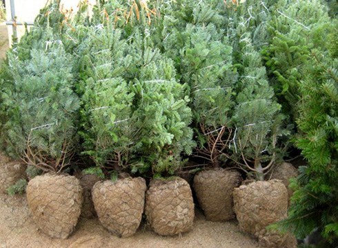 Gaur eta bihar bilduko dituzte Gabonetan erabilitako izeiak