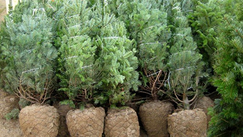 Gaur eta bihar bilduko dituzte Gabonetan erabilitako izeiak