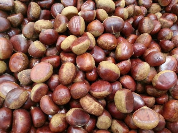 gaztainak egoibarra.jpeg