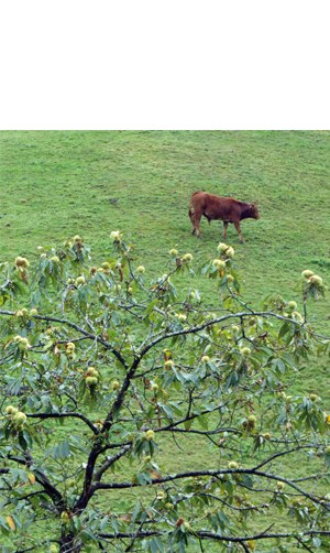 "Gaztainondoa, udazkenari lotuta" (Periko Iriondo)
