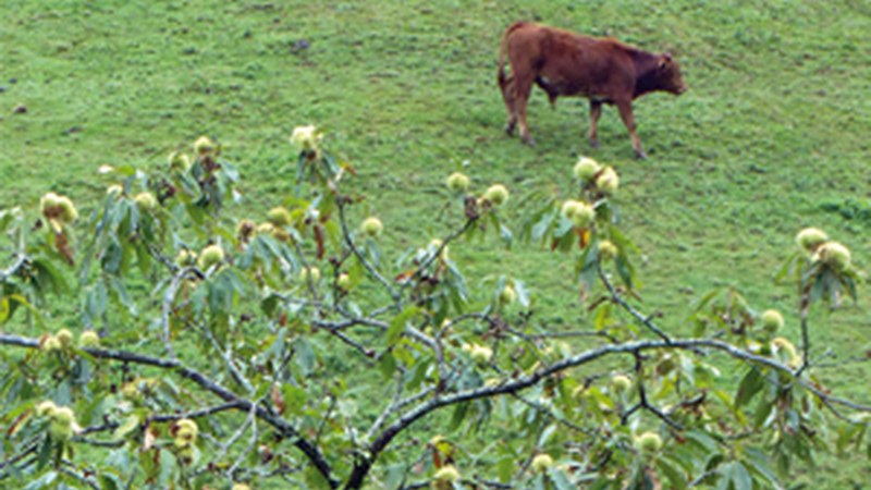 "Gaztainondoa, udazkenari lotuta" (Periko Iriondo)