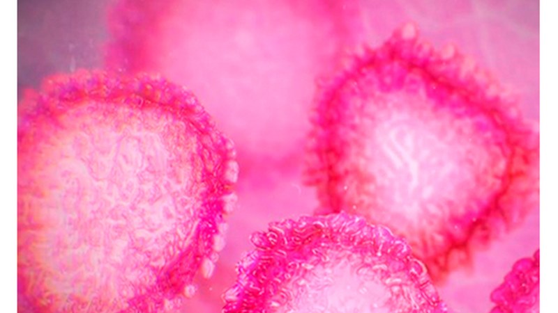 Gipuzkoan azken orduetan atzemandako 18 kasuak Eibarren eman dira