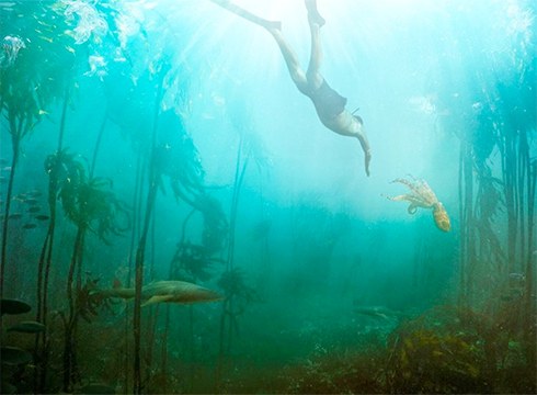 GNAT Zinemaren eskutik bihar “Lo que el pulpo me enseñó” film dokumentala ikusteko aukera egongo da Coliseo antzokian