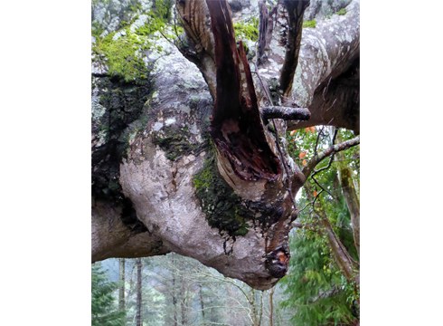 Haizea izango da protagonista hurrengo egunetan eta tenperaturek gora egingo dute ostegunera arte