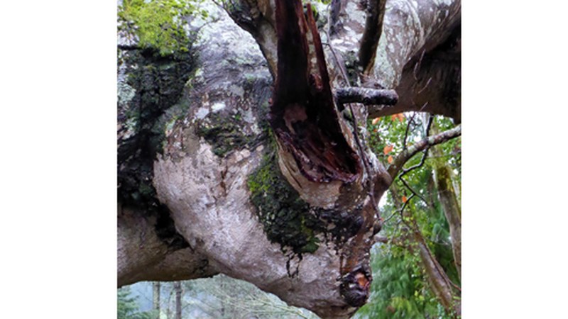 Haizea izango da protagonista hurrengo egunetan eta tenperaturek gora egingo dute ostegunera arte