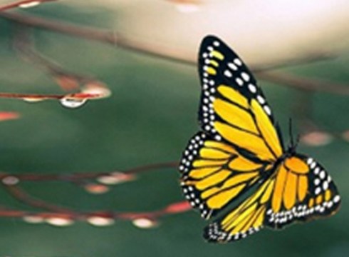 Harrera elkarteari buruzko hitzaldia martitzenean