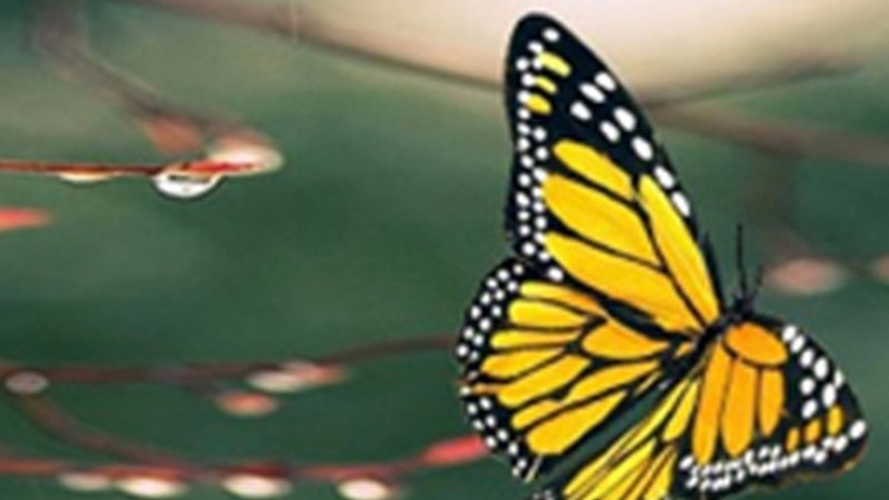 Harrera elkarteari buruzko hitzaldia martitzenean