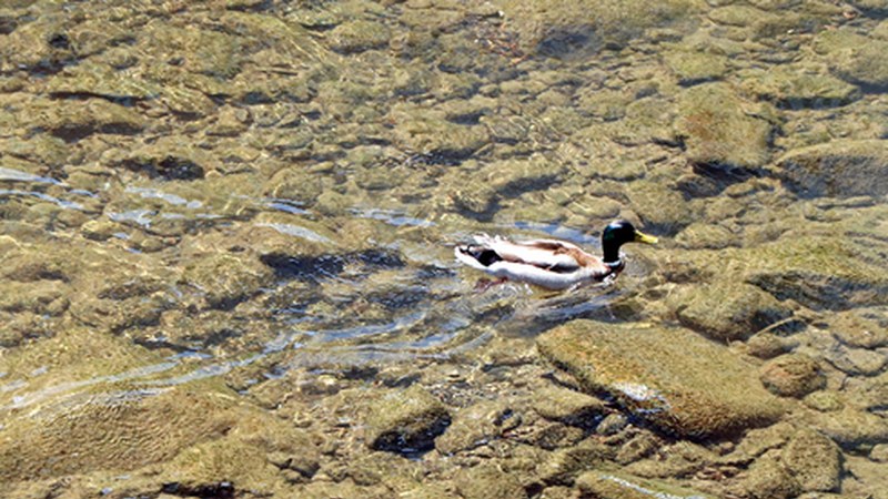 Hegaztiak behatzen ikasteko irteera gidatua antolatu du Geoparkeak domekarako