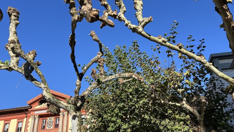 Herriko zuhaitzak biluztu dituzte