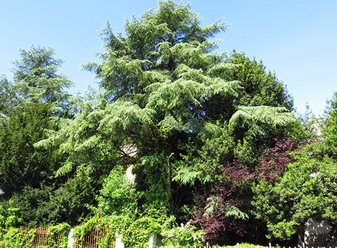 Hirigune barruko zuhaitz bereziak ezagutzeko ibilbide birtualak sortu ditu Geoparkeak
