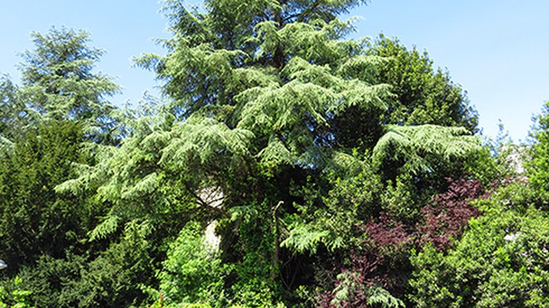 Hirigune barruko zuhaitz bereziak ezagutzeko ibilbide birtualak sortu ditu Geoparkeak