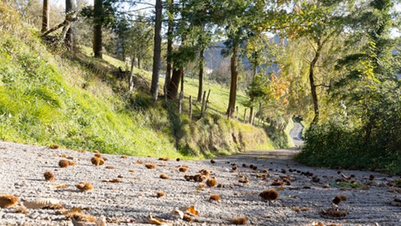 Hiru landa-bide asfaltatzeko lanak hasiko dira datorren astean