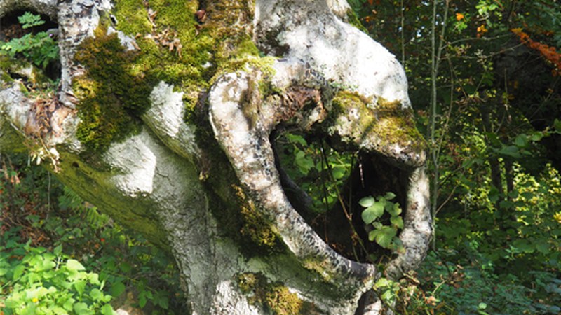 Hurrengo egunetan tenperaturek gora egingo dute