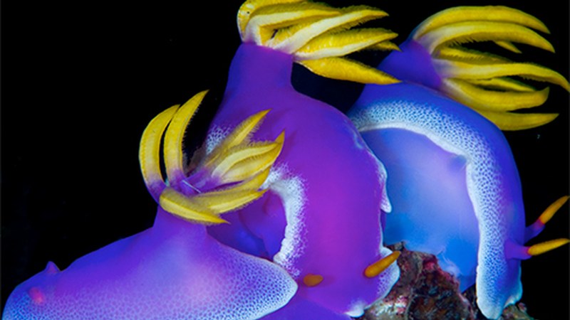 Itsas hondoan grabatutako lanen proiekzioak eskainiko dituzte gaur eta zapatuan Coliseoan