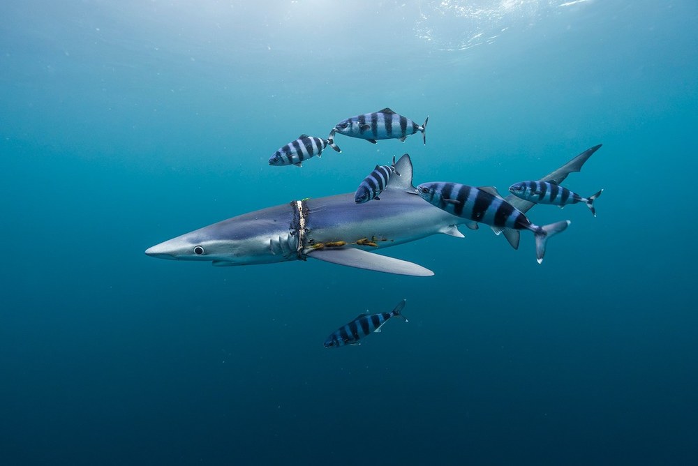 Itsaspeko Zinemaren Nazioarteko Zikloa eguaztenean hasiko da Coliseo antzokian
