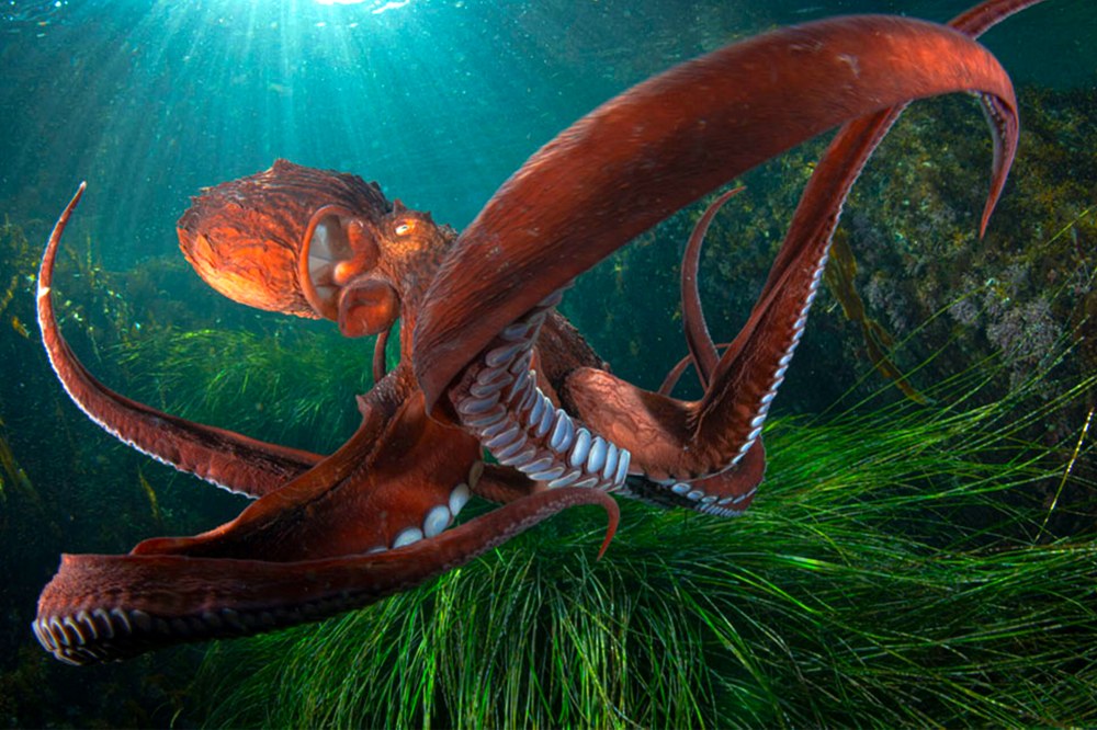 Itsaspeko Zinemaren Nazioarteko Zikloa hartuko du Coliseo antzokiak abenduaren 10etik 12ra