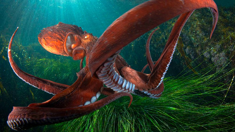 Itsaspeko Zinemaren Nazioarteko Zikloa hartuko du Coliseo antzokiak abenduaren 10etik 12ra