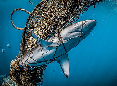 Itsaspeko zinemarik onena pantaila handian eta argazki erakusketa Untzagan