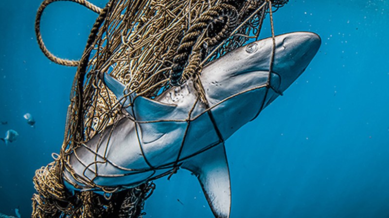 Itsaspeko zinemarik onena pantaila handian eta argazki erakusketa Untzagan