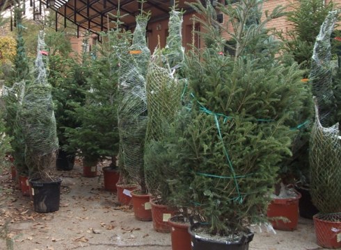 Izei-bilketa eguen eta barixakuan egingo dute