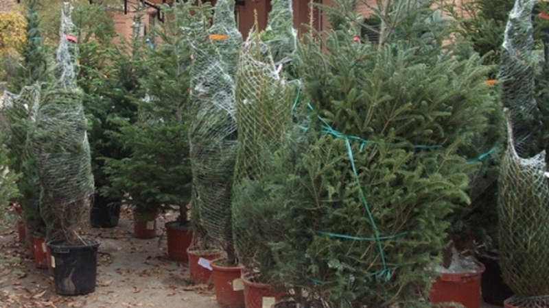 Izei-bilketa eguen eta barixakuan egingo dute