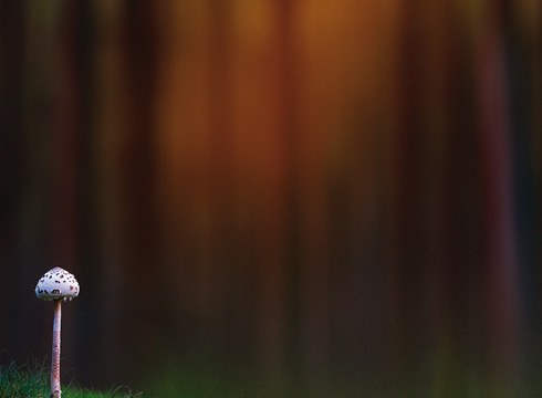 Jardunaldi Mikologikoak inoiz baino azkarrago izango ditugu