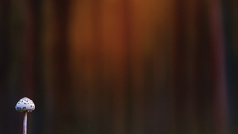 Jardunaldi Mikologikoak inoiz baino azkarrago izango ditugu