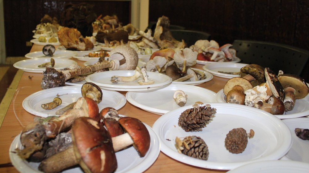 Jardunaldi Mikologikoen 24. edizioa egingo da asteburu honetan