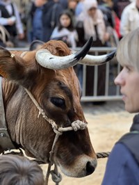 Jendetza ibili da aurtengo San Andres Azokan