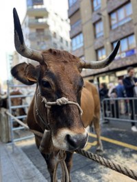 Jendetza ibili da aurtengo San Andres Azokan