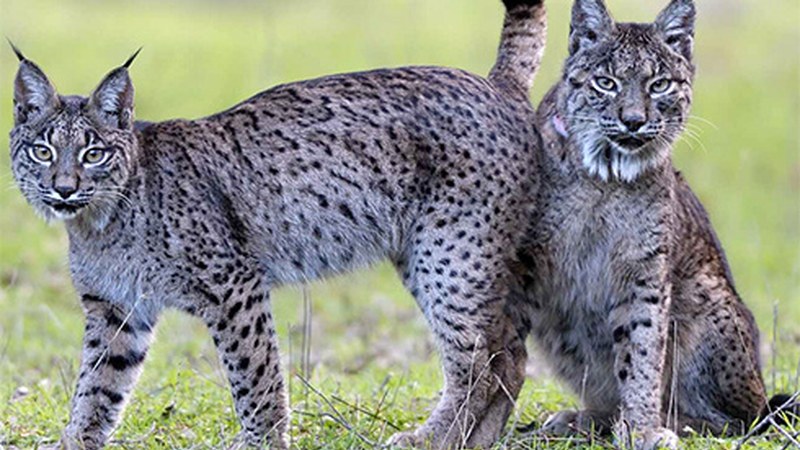 Joaquin Gutierrez Acharen "Dehesa" film dokumentala emango dute gaur, Gnat Zinemaren barruan