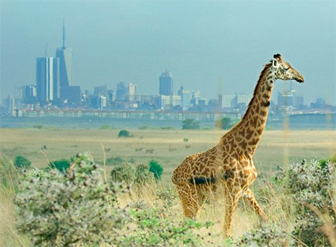 “Los límites de nuestro planeta. Una mirada científica” proiektatuko dute bihar Coliseon