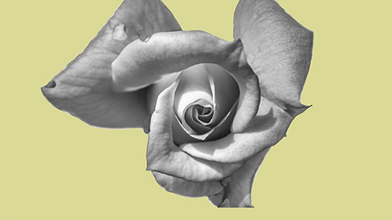 Jose Luis Irigoienen "Loretxuak" erakusketa zabaldu dute Iruñean