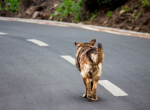 Kalean dauden animaliak jaso eta Animalien Ongizaterako Zentrora eramatearen tasak zehaztu ditu Mankomunitateak