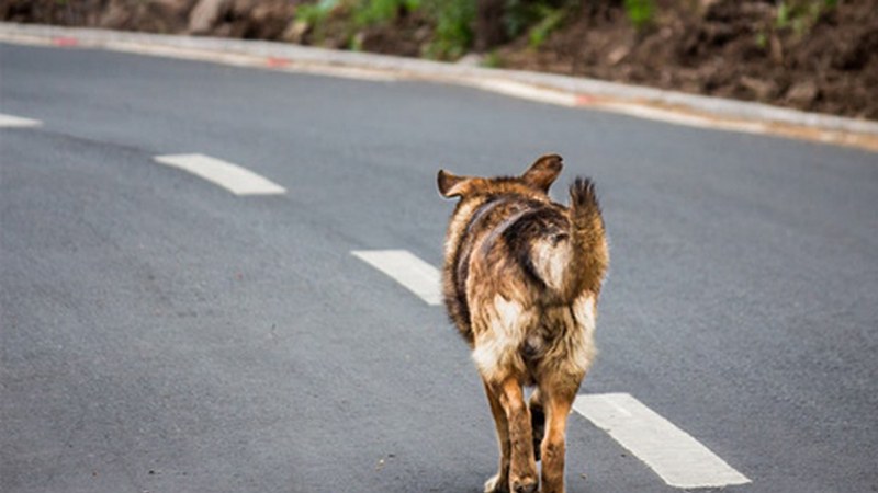 Kalean dauden animaliak jaso eta Animalien Ongizaterako Zentrora eramatearen tasak zehaztu ditu Mankomunitateak