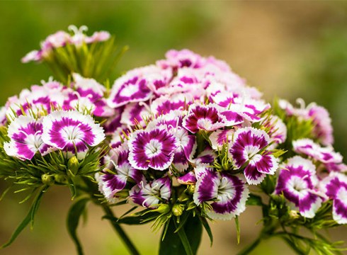 Landaketa berria egiteko jardinetatik kendu dituzten loreak doan banatuko dituzte eguaztenean