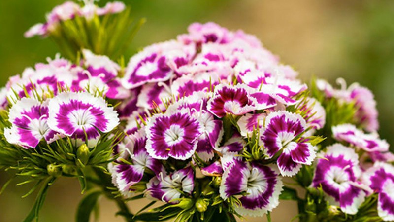 Landaketa berria egiteko jardinetatik kendu dituzten loreak doan banatuko dituzte eguaztenean