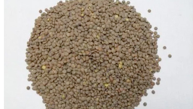 Lesboserako lentejak batzen hasi gara