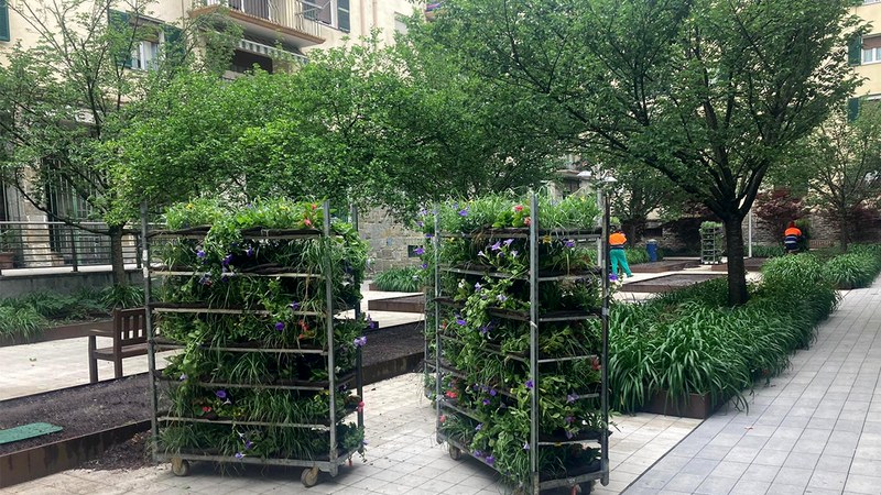 Lorategietatik atera dituzten neguko 700 bat lore doan emango ditu Udalak eguaztenean