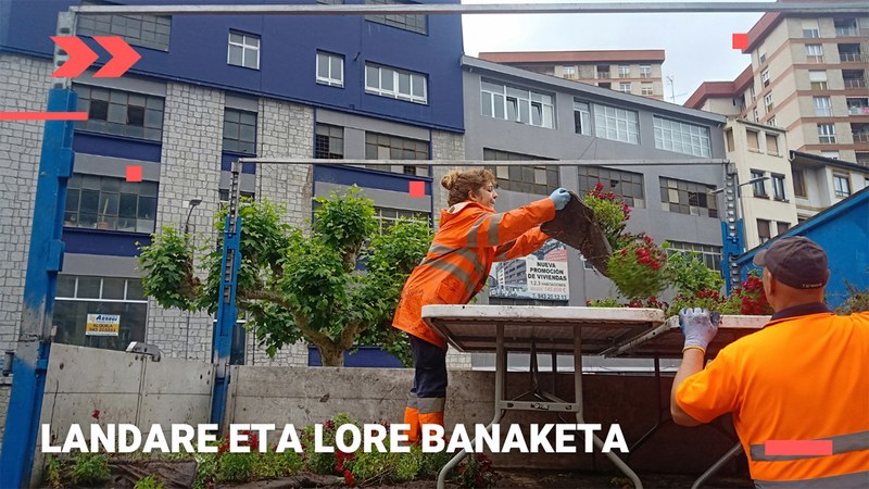 Lorategietatik kendu dituzten landareak herritarrei doan banatuko dizkiete