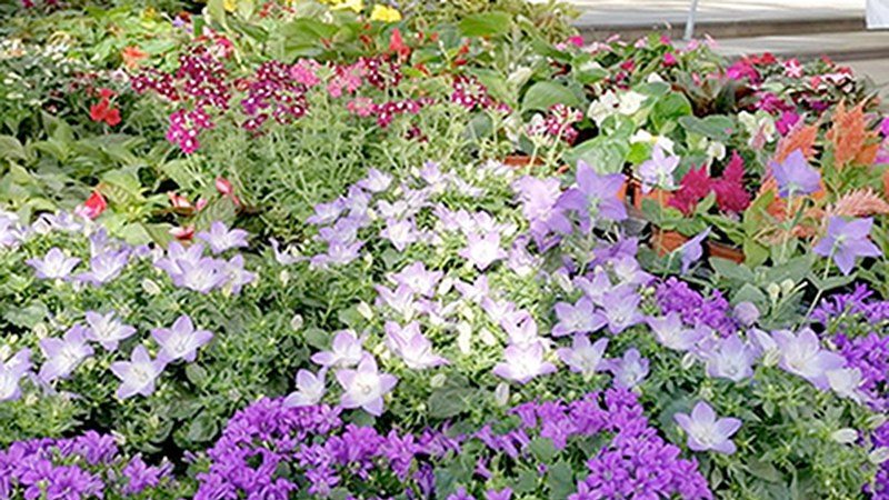 Lore eta landare eskaintza zabala egongo da bihar goizean Urkizun ipiniko duten lore eta zuhaitz azokan